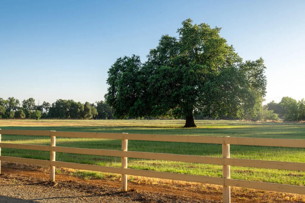 Mature heritage oak standing over green irrigated pasture.