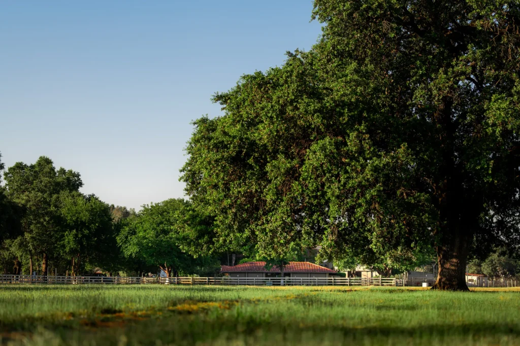 Large heritage oak in open ranch landscape.